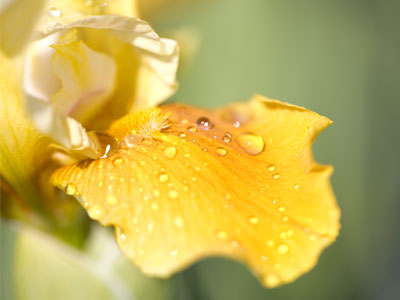 A sprinkler does a good job of simulating dew.