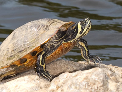 People in my photography workshop today got to take pictures of this turtle because it was stuck on that rock.