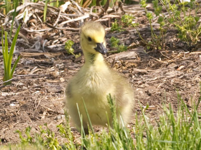 Oh good, we really need another generation of geese.