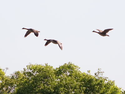 That`s a very small V.