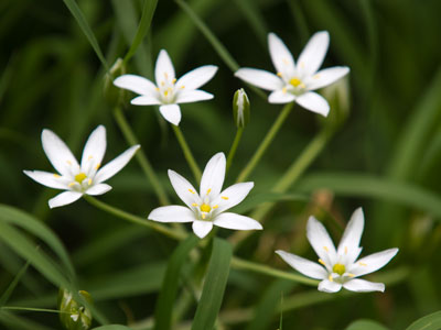 It is the healing plant that the Men of the West brought to Middle-earth. Athelas they named it, and it grows now sparsely. `The Fellowship of the Ring` by J.R.R. Tolkien.
