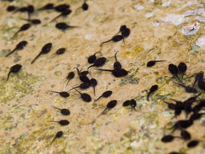 The next generation.