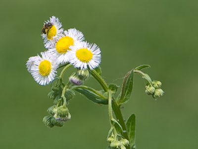 Have you thanked a pollinator today?