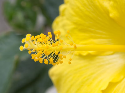 Tropical flowers bloom on Main Street in Dayton, Ohio.