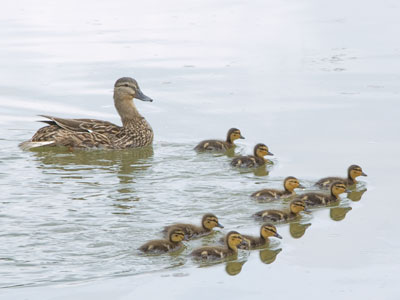 Dirty river water doesn`t seem to bother them.