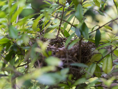 A cardinal built her nest too close to my porch.  The male was always chirping complaints and now they`re gone.