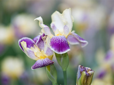 The best time of year is when I can go outside with my camera in the morning before I go to work.