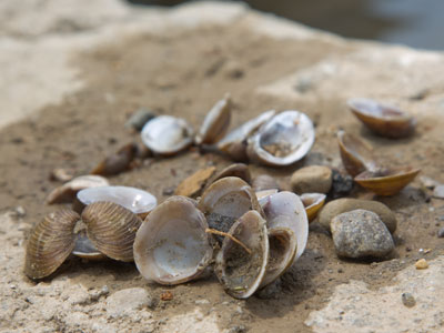 The river continues to surprise me.