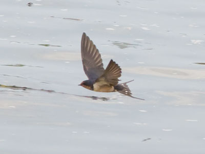 All day long, swallows swallow bugs on the river.