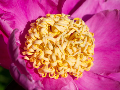 There were two photo sessions going on in the garden.  A fella hardly had room to take pictures of the flowers.