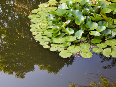 There was a bunny by the pond, but I showed you a bunny yesterday.