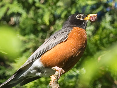 A little protein in the morning.