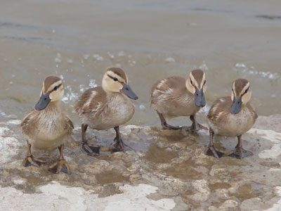 I`ve got my ducks in a row.