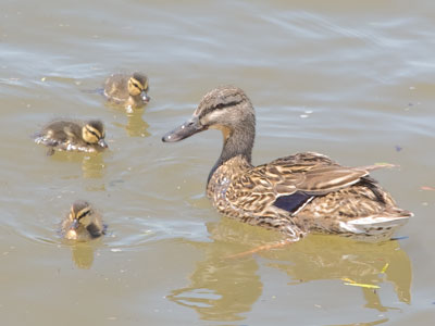 They were so cute, I had to put down my camera and just watch as they swam past, going `peep, peep!`