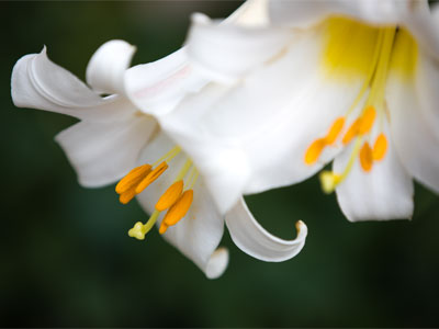 Photographing this flower was much quieter.