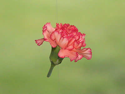 Weddings are a lot of work.