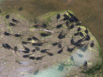 Tadpole bath.