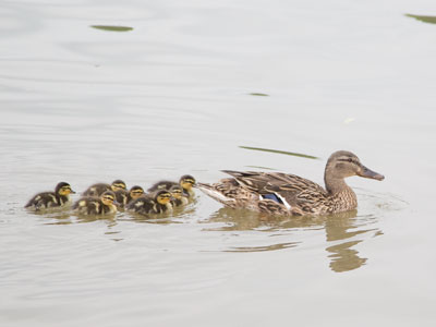 Another brood.  Where is the father?