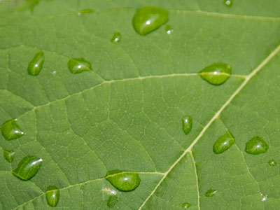 Afternoon rainstorm.