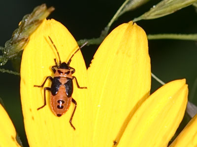 A sunny morning on the prairie.
