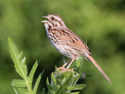 I know how the uncaged bird feels.