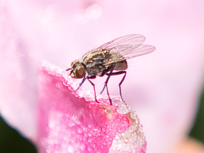 I have a promising future ahead in insect portraiture.