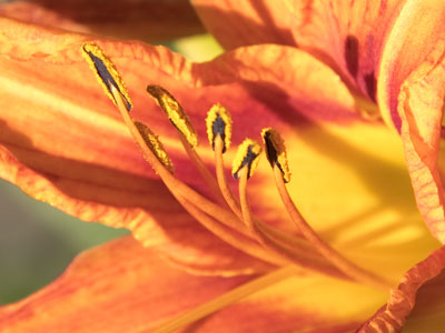 Flowers exist for one reason:  to create more flowers.  This is true of every living organism (I`m talking to you).