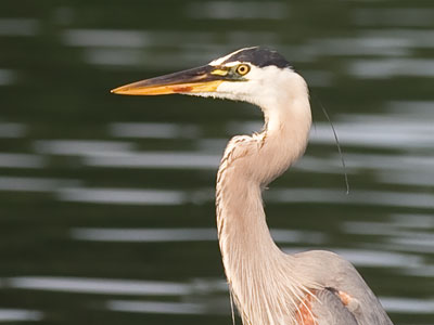 I had to carry on a conversation with a human as I stalked this heron.