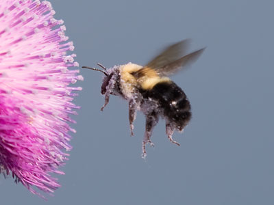 Let`s hear it for the pollinators!