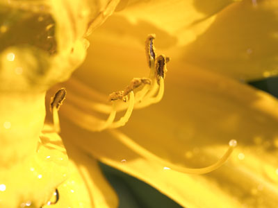 A dewy morning in the garden.