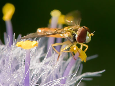 Spiderwort is a tiny flower, so this is a tiny, tiny bee.