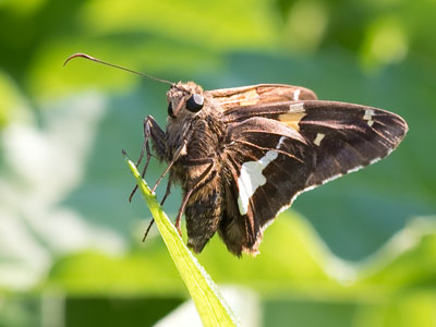 Not a butterfly, but I`ll take it.