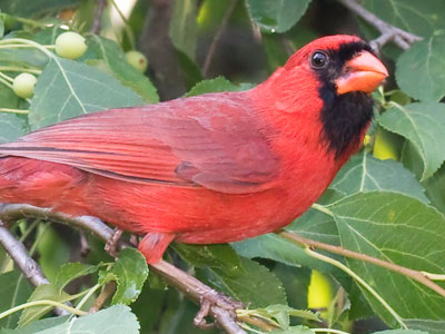 Robins and cardinals were upset about a prowling cat.