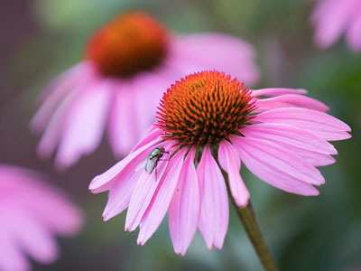 Prairie coneflowers far away from any prairie.