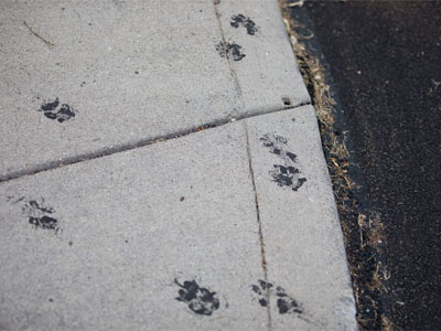 Fido meets fresh asphalt.