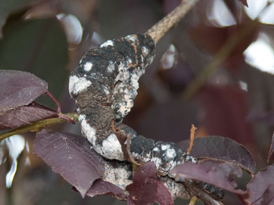 Uhhh . . . this tree is not healthy.