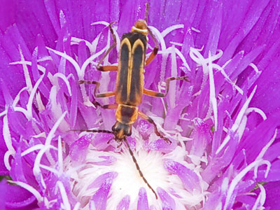 A tiny explosion of color.