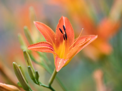 Consider the lilies of the field, how they grow.  They toil not, neither do they spin, and yet I say unto you that even Solomon in all his glory was not arrayed like one of these. MATTHEW 6:28 & 29