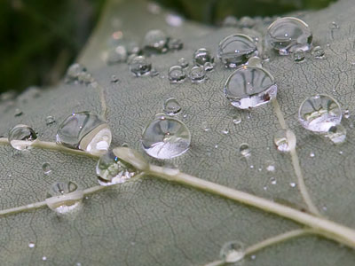 Everything looks better with dewdrops on it.