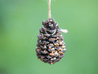 Pinterest thinks birds eat seeds from cute pinecones.