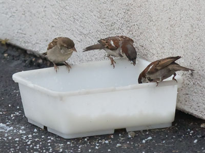 But birds really eat old rice from dirty containers.