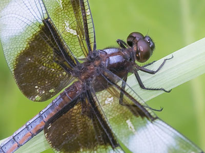 I paid dearly for this photo in mosquito bites.