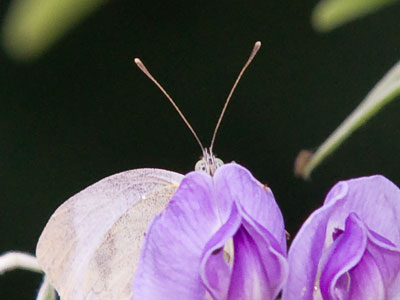 If I get up early in the morning, I might get to experience brief encounters like this.  After that, it`s work work work.