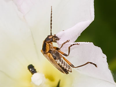 Some insects cut flower petals to make their nests.