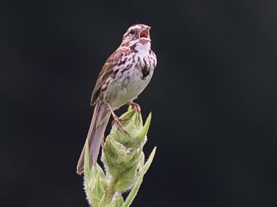 I sing my song, and all is well.  PAUL LAURENCE DUNBAR