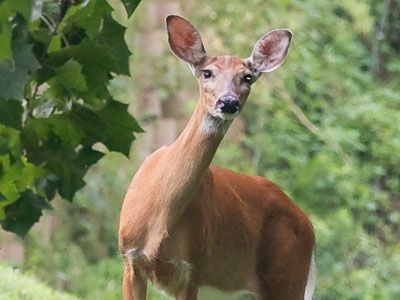`Not another photographer!`