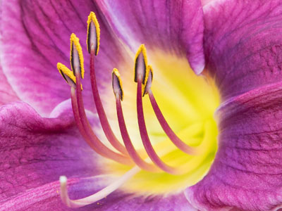 The bright colors of flowers are attractive to pollinators.