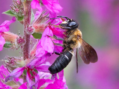 It`s another bug day in the garden.