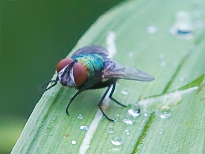 No dragonflies today -- just flies.