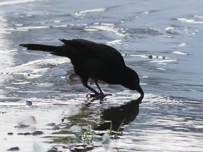 I didn`t have to wait long for this drinking bird picture (see May 26, 2017).